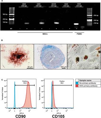 Pre-conditioning of Equine Bone Marrow-Derived Mesenchymal Stromal Cells Increases Their Immunomodulatory Capacity